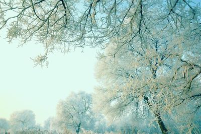 Low angle view of snow covered trees against sky