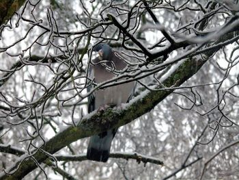 Close-up of bird perching on bare tree during winter