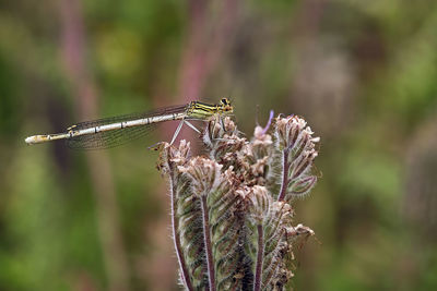 Close-up of dragonfly on plant