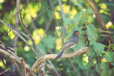 Close-up of bird perching on tree