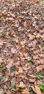 High angle view of maple leaves on road