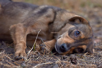Dog resting on field