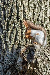 Close-up of squirrel on tree trunk