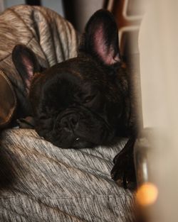 Close-up of a dog sleeping at home