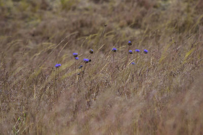 Purple flowering plant on field