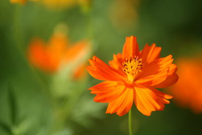 Close-up of orange cosmos flower