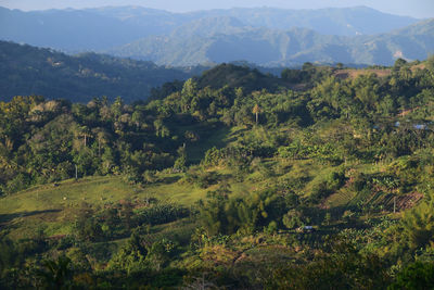 High angle view of trees on landscape