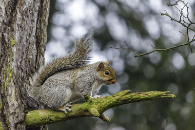 Close-up of squirrel eating tree