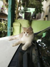 Cat sitting on a car