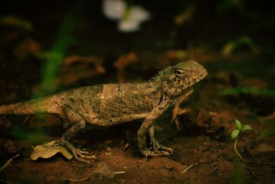 Close-up of lizard on ground