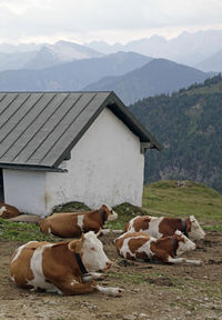 Cows on a pasture in the european alps