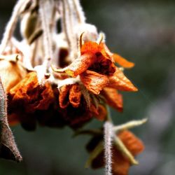 Close-up of flowers against blurred background