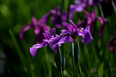 Close-up of purple flowers blooming outdoors