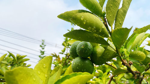 Close-up of raindrops on plant against sky