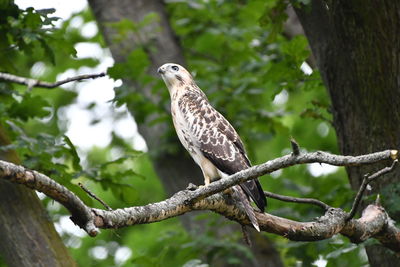 Close-up of bird perching on tree