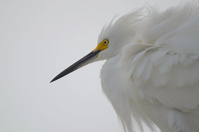 Close-up of a bird