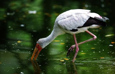 Close-up of bird drinking water in lake