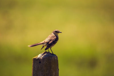 Close-up of bird perching on wooden post