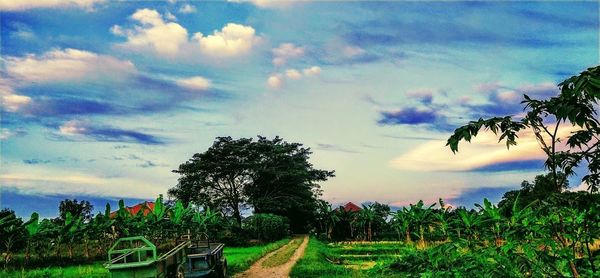 Trees on field against sky