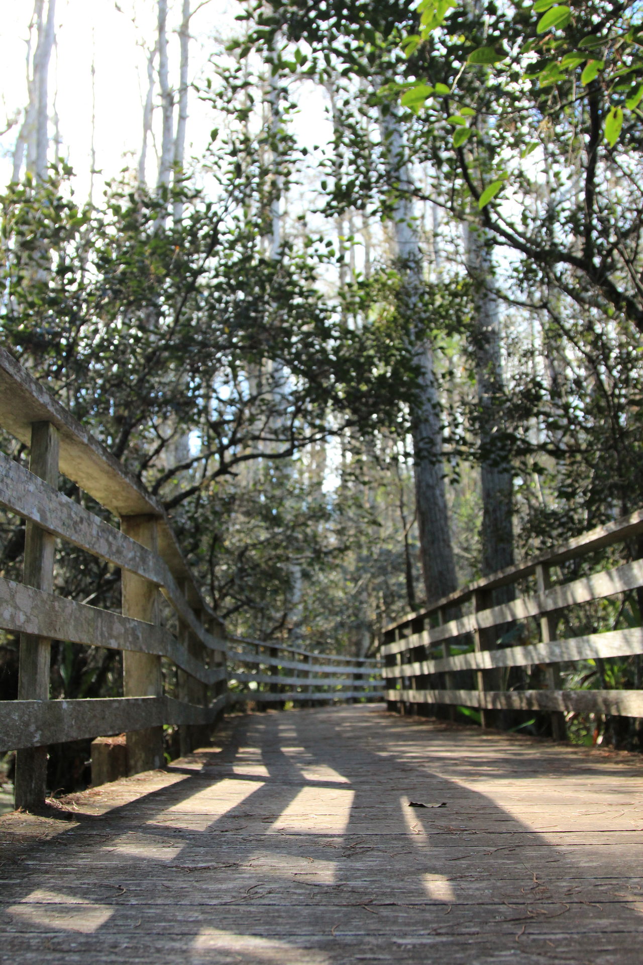 Corkscrew swamp preserve