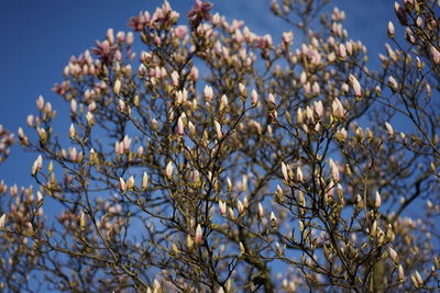 Low angle view of white flowering tree against sky