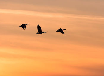 Low angle view of silhouette birds flying against orange sky