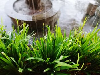 Close-up of plants