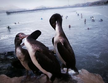 Ducks swimming in lake during winter