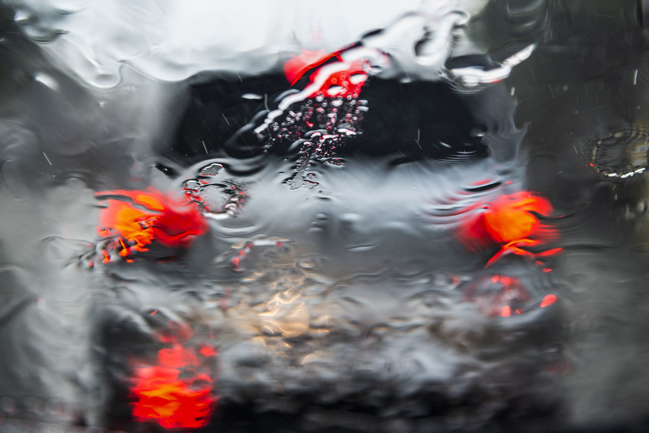 FISH SWIMMING IN A LAKE