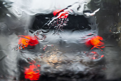 View of koi carps swimming in lake