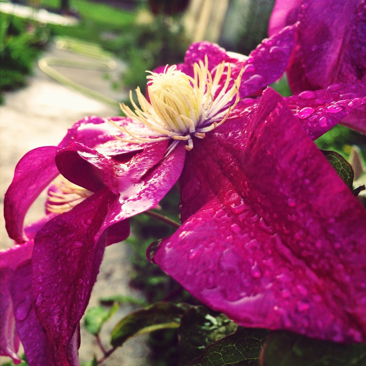 flower, petal, freshness, flower head, fragility, pink color, drop, close-up, beauty in nature, wet, growth, blooming, water, focus on foreground, nature, in bloom, stamen, plant, pollen, single flower