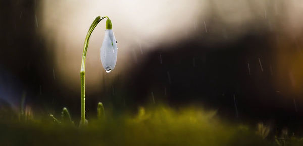 Close-up of wet grass