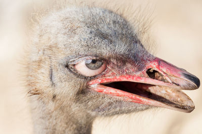 Close-up portrait of a bird