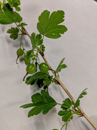 Close-up of fresh green leaves on table