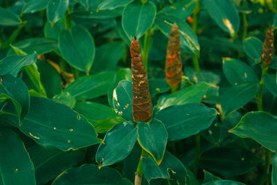 High angle view of insect on leaves