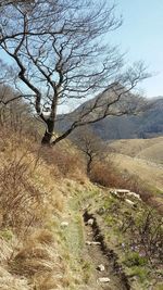 Close-up of tree on shore against sky