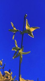 Low angle view of flowers against blue sky