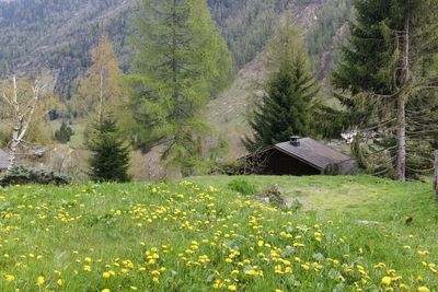 Scenic view of pine trees in forest