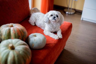 Shih tzu dog on sofa