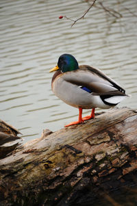 Bird - duck perching on wood