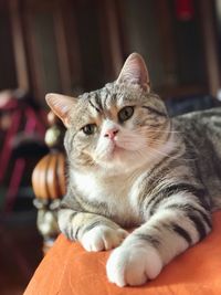 Close-up portrait of a cat