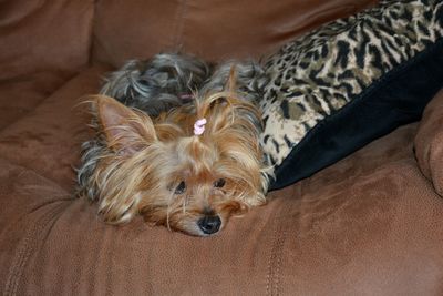 High angle view of dog resting on bed at home