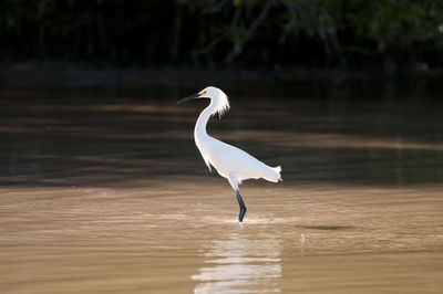 View of a bird in water