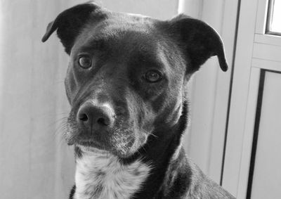 Close-up portrait of dog