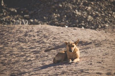 Portrait of dog sitting on land