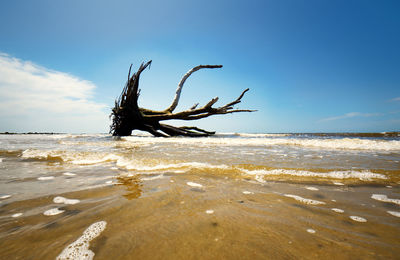 Driftwood on beach