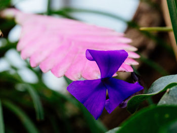 Close-up of pink flower