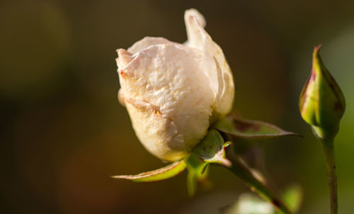 Close-up of flower