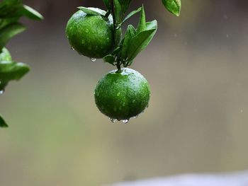 Close-up of wet fruits on tree