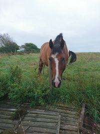 Horse standing on field